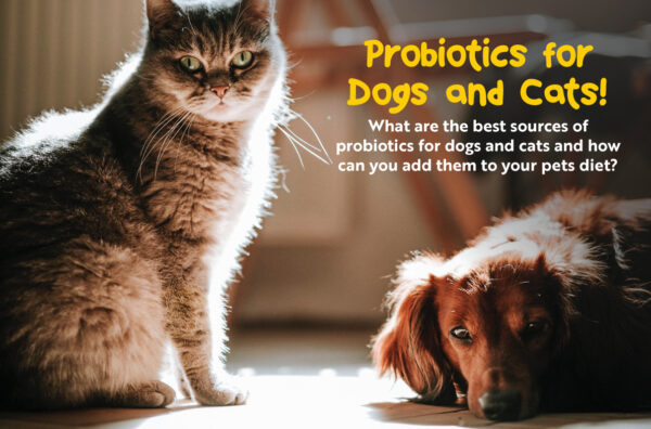 Massive benefits of probiotics in pets