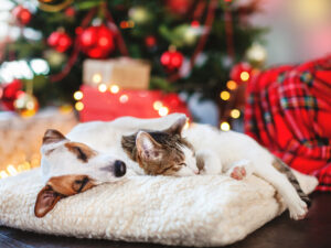 Dog and cat at Christmas