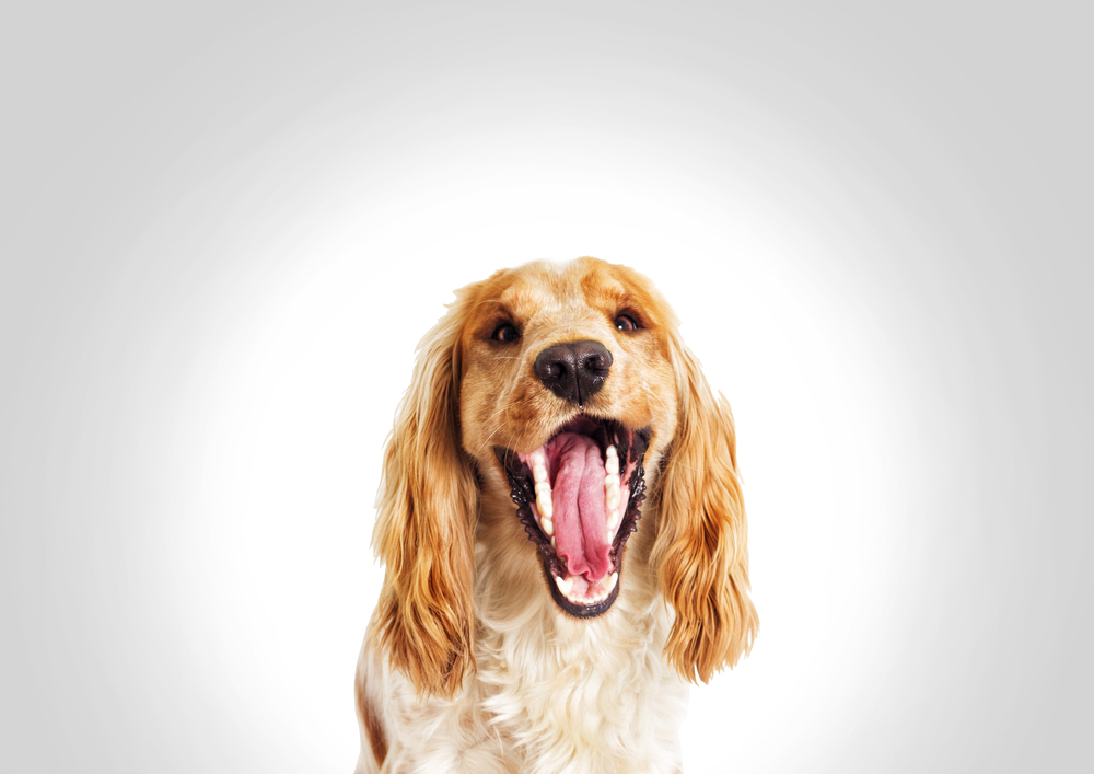 Dental health in dogs