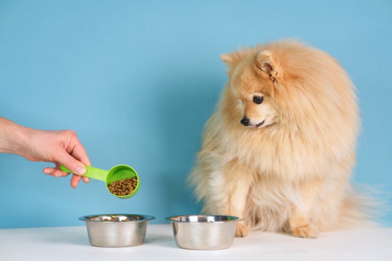 Probiotics are good for dogs