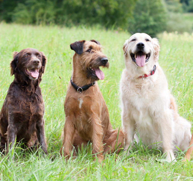 Joint supplements from PetExx for dogs