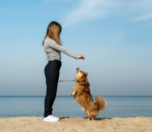 PetExx advice on reactive dogs